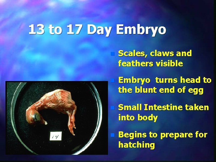 13 to 17 Day Embryo n Scales, claws and feathers visible n Embryo turns