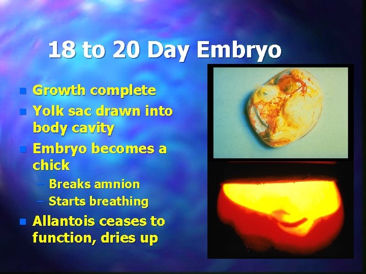 18 to 20 Day Embryo n n n Growth complete Yolk sac drawn into