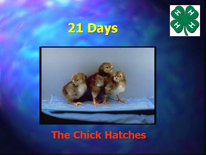 21 Days The Chick Hatches 