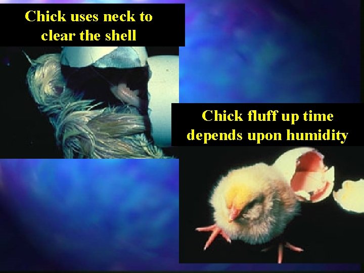 Chick uses neck to clear the shell Chick fluff up time depends upon humidity