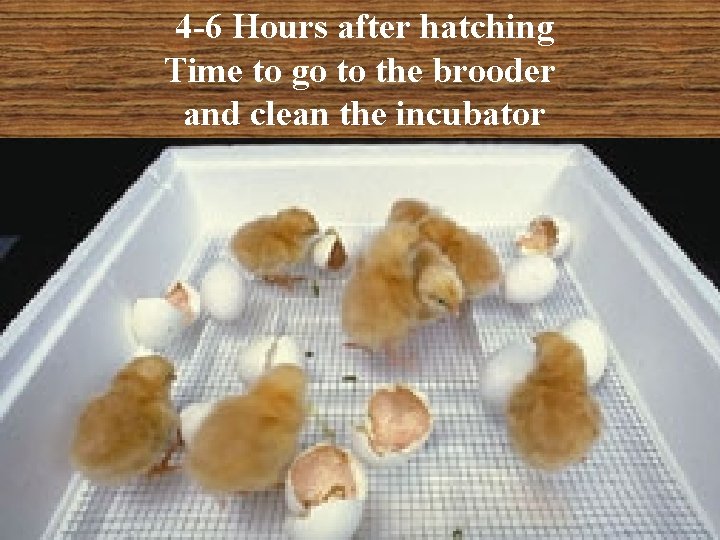 4 -6 Hours after hatching Time to go to the brooder and clean the