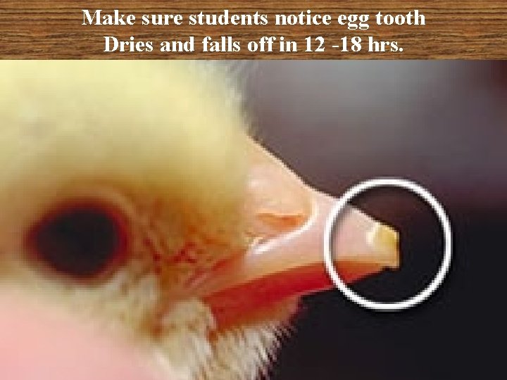 Make sure students notice egg tooth Dries and falls off in 12 -18 hrs.