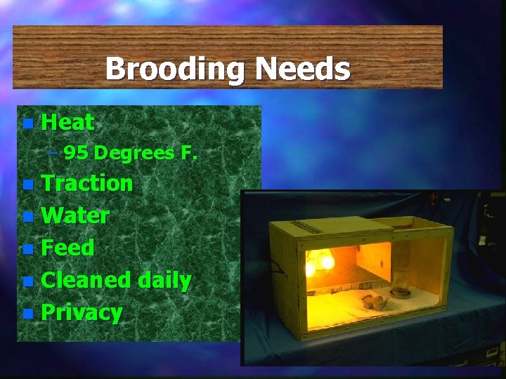 Brooding Needs n Heat – 95 Degrees F. Traction n Water n Feed n