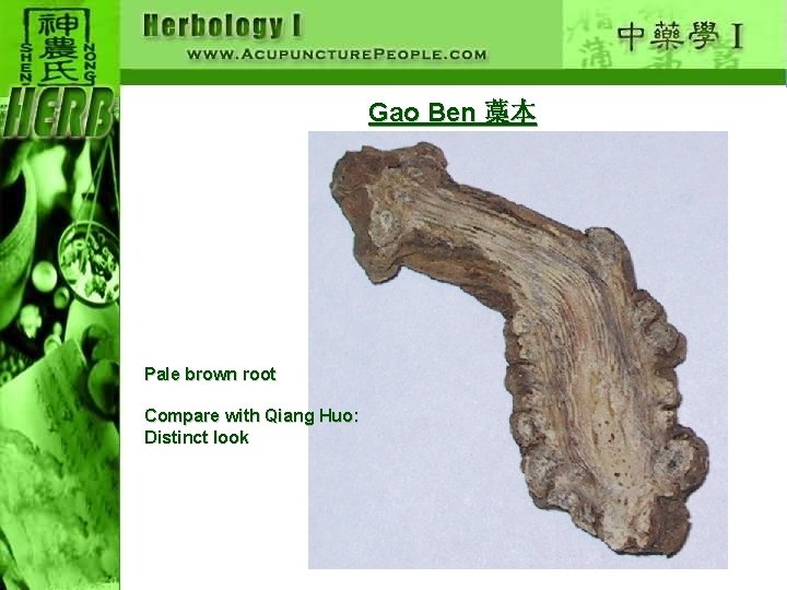 Gao Ben 藁本 Pale brown root Compare with Qiang Huo: Distinct look 