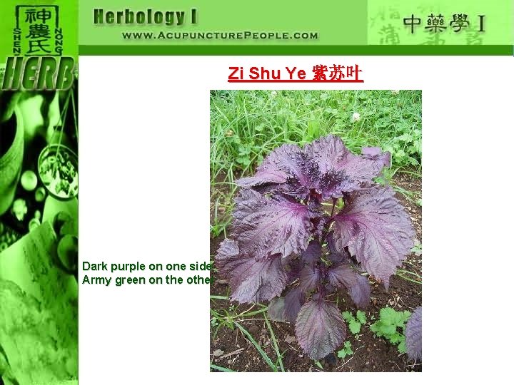 Zi Shu Ye 紫苏叶 Dark purple on one side Army green on the other