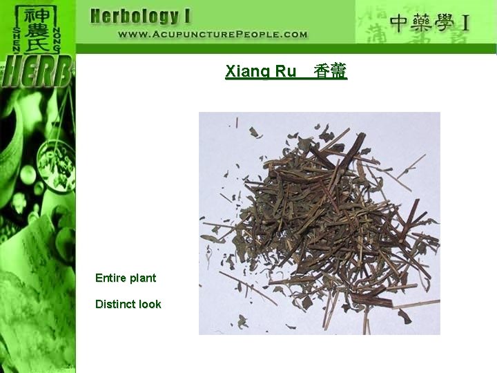 Xiang Ru　香薷 Entire plant Distinct look 