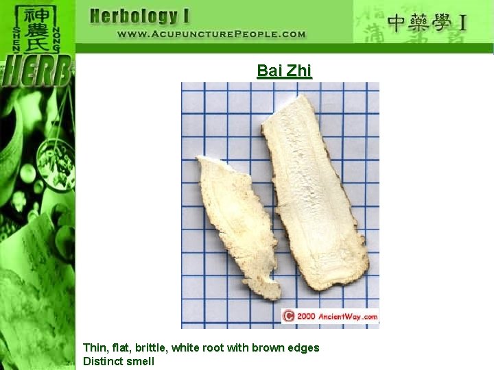 Bai Zhi Thin, flat, brittle, white root with brown edges Distinct smell 