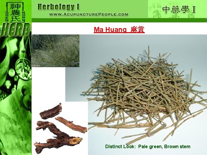 Ma Huang 麻黄 Distinct Look: Pale green, Brown stem 