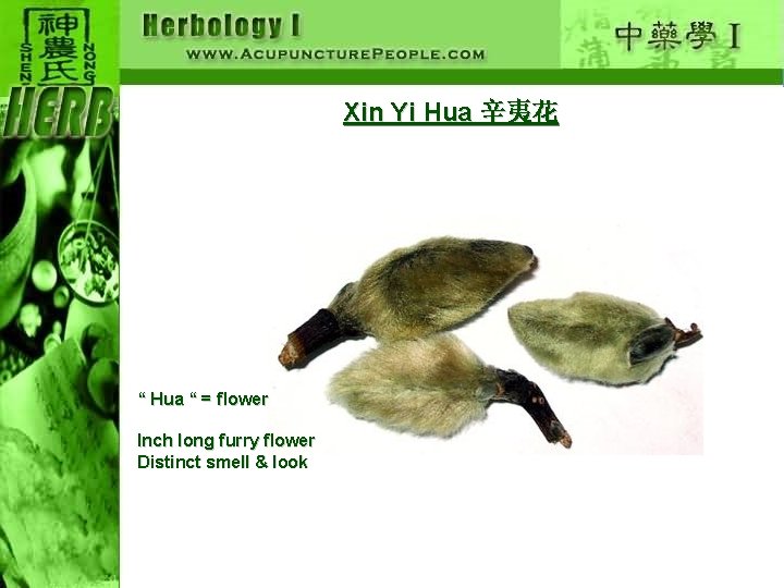 Xin Yi Hua 辛夷花 “ Hua “ = flower Inch long furry flower Distinct