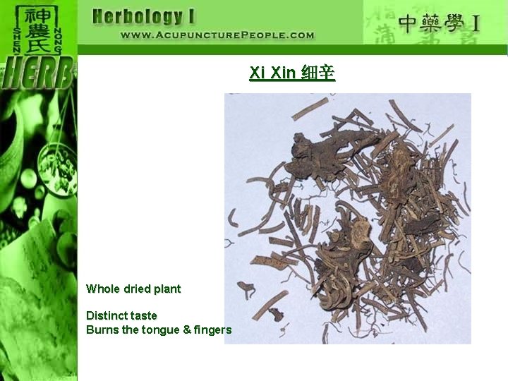 Xi Xin 细辛 Whole dried plant Distinct taste Burns the tongue & fingers 