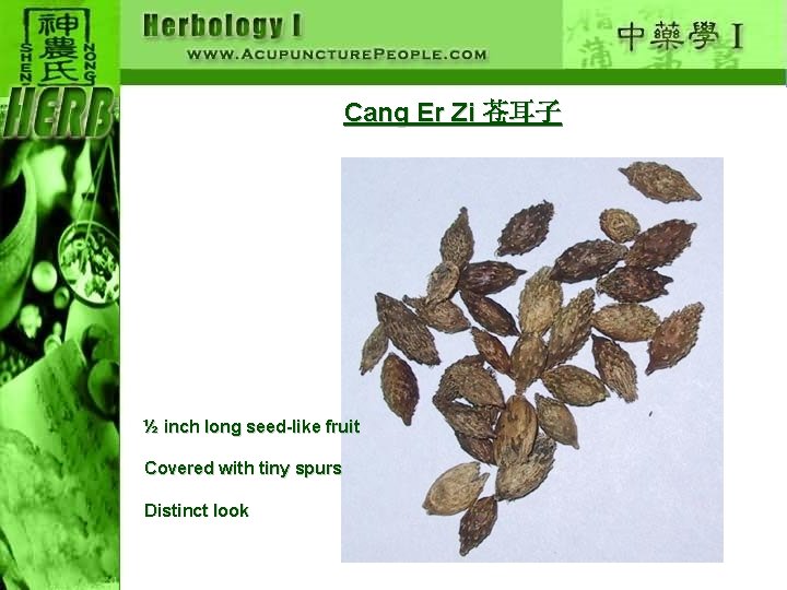 Cang Er Zi 苍耳子 ½ inch long seed-like fruit Covered with tiny spurs Distinct
