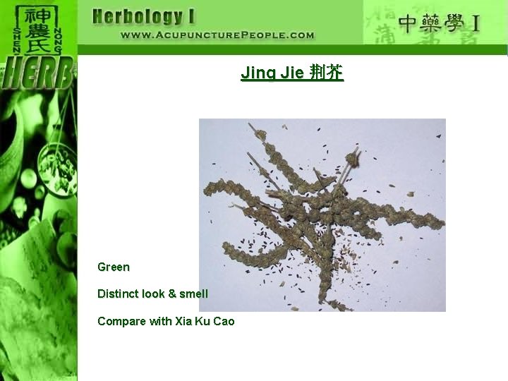 Jing Jie 荆芥 Green Distinct look & smell Compare with Xia Ku Cao 