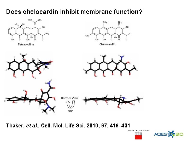 Does chelocardin inhibit membrane function? Thaker, et al. , Cell. Mol. Life Sci. 2010,