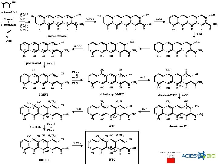 NH 2 O O malonamyl-Co. A Starter + 8 extenders Otc. Y 2 -3