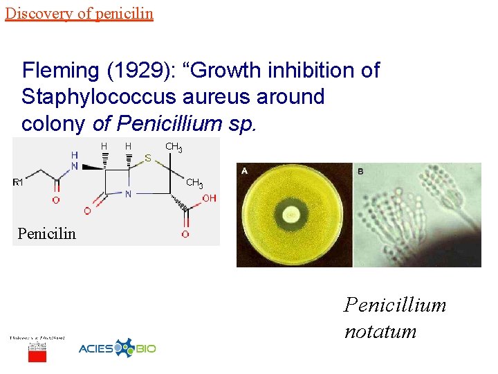 Discovery of penicilin Fleming (1929): “Growth inhibition of Staphylococcus aureus around colony of Penicillium