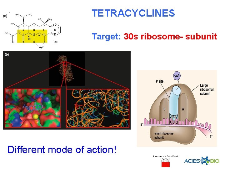 TETRACYCLINES Target: 30 s ribosome- subunit Different mode of action! 