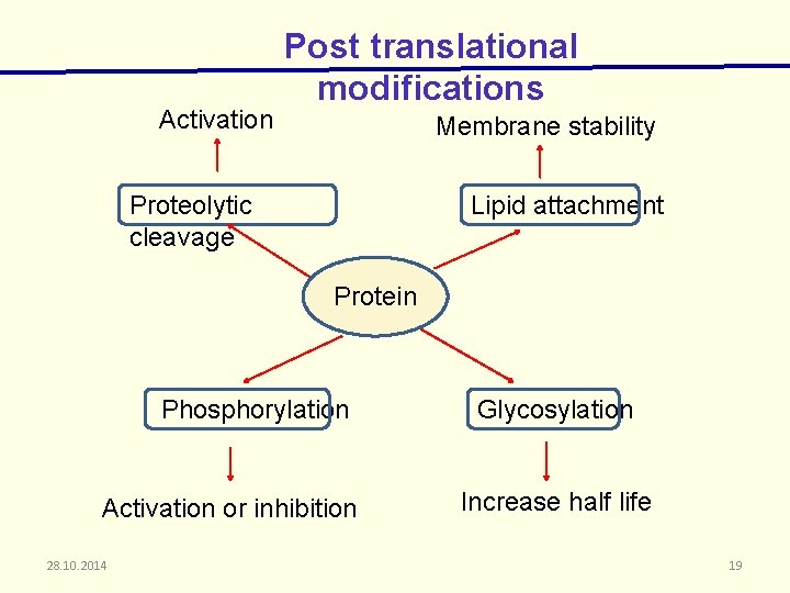 Activation Post translational modifications Membrane stability Proteolytic cleavage Lipid attachment Protein Phosphorylation Activation or