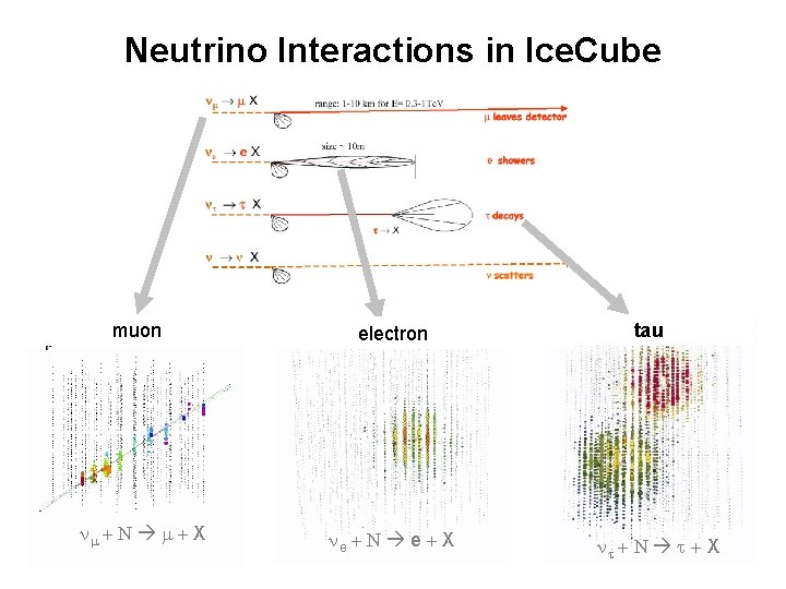 Neutrino Interactions in Ice. Cube muon electron N X e N e X tau