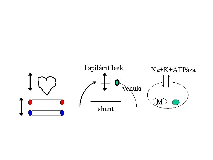 kapilární leak Na+K+ATPáza venula shunt M 