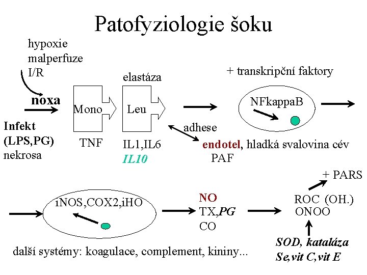 Patofyziologie šoku hypoxie malperfuze I/R noxa Infekt (LPS, PG) nekrosa Mono TNF elastáza +