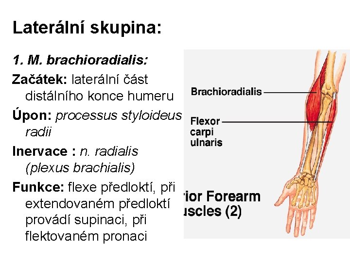Laterální skupina: 1. M. brachioradialis: Začátek: laterální část distálního konce humeru Úpon: processus styloideus