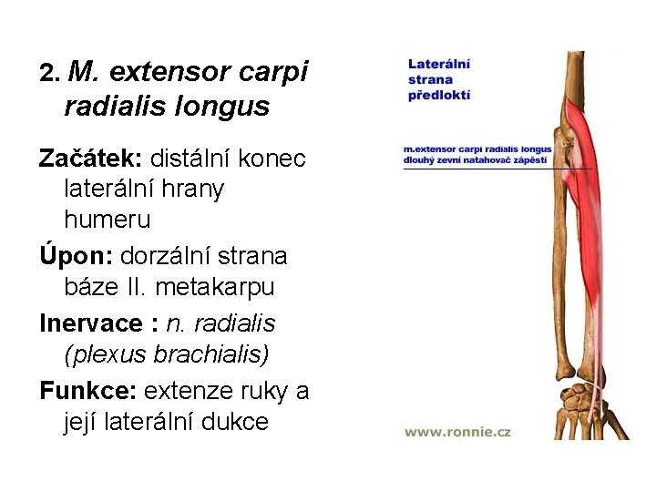 2. M. extensor carpi radialis longus Začátek: distální konec laterální hrany humeru Úpon: dorzální
