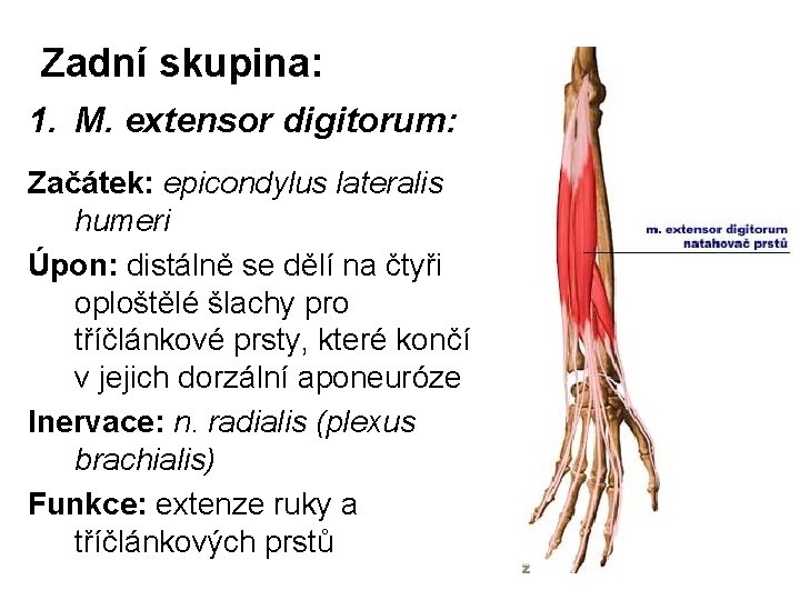 Zadní skupina: 1. M. extensor digitorum: Začátek: epicondylus lateralis humeri Úpon: distálně se dělí