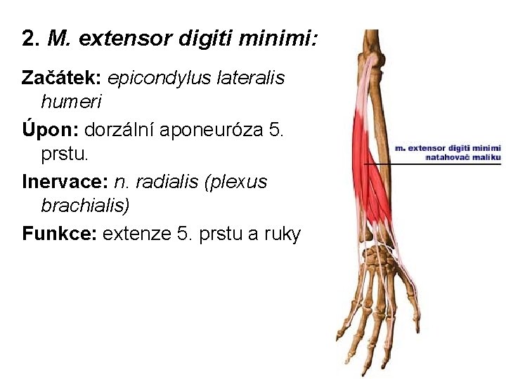 2. M. extensor digiti minimi: Začátek: epicondylus lateralis humeri Úpon: dorzální aponeuróza 5. prstu.