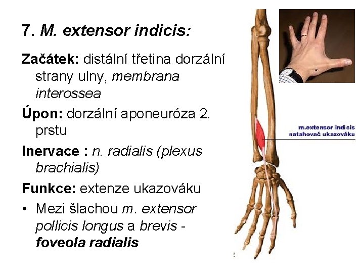 7. M. extensor indicis: Začátek: distální třetina dorzální strany ulny, membrana interossea Úpon: dorzální