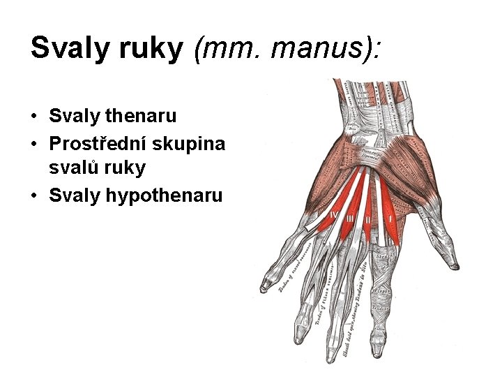 Svaly ruky (mm. manus): • Svaly thenaru • Prostřední skupina svalů ruky • Svaly