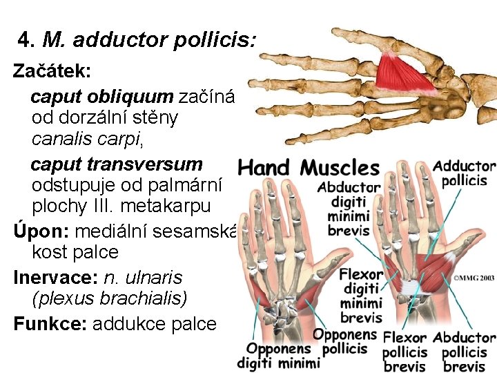 4. M. adductor pollicis: Začátek: caput obliquum začíná od dorzální stěny canalis carpi, caput