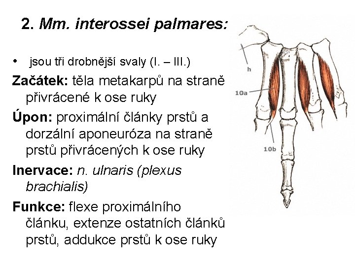 2. Mm. interossei palmares: • jsou tři drobnější svaly (I. – III. ) Začátek: