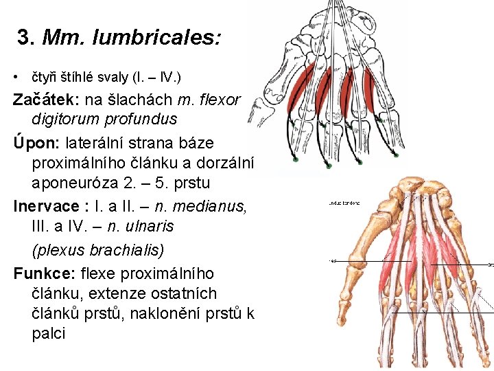 3. Mm. lumbricales: • čtyři štíhlé svaly (I. – IV. ) Začátek: na šlachách