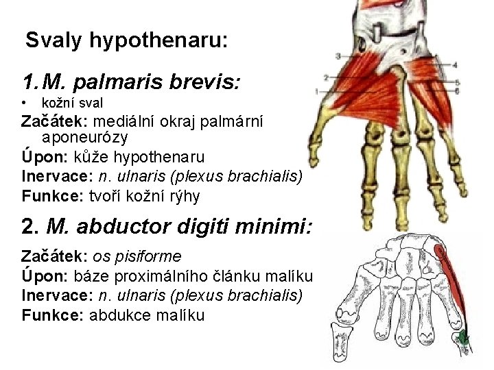 Svaly hypothenaru: 1. M. palmaris brevis: • kožní sval Začátek: mediální okraj palmární aponeurózy