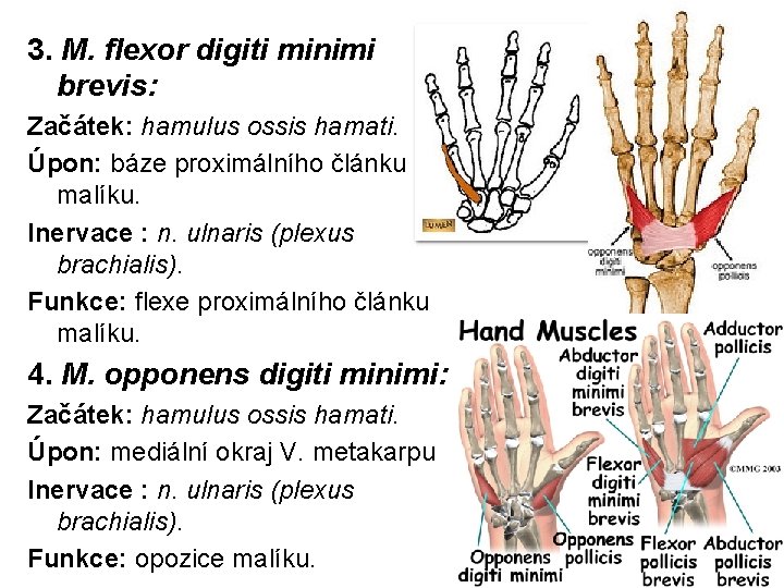 3. M. flexor digiti minimi brevis: Začátek: hamulus ossis hamati. Úpon: báze proximálního článku