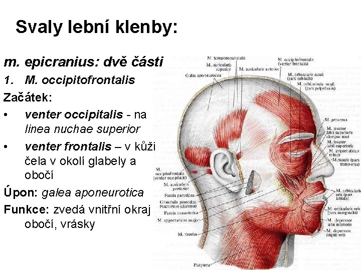 Svaly lební klenby: m. epicranius: dvě části 1. M. occipitofrontalis Začátek: • venter occipitalis