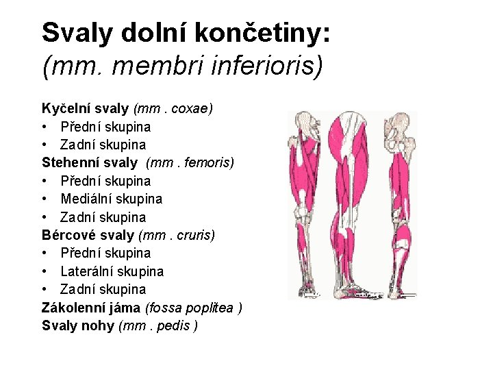 Svaly dolní končetiny: (mm. membri inferioris) Kyčelní svaly (mm. coxae) • Přední skupina •