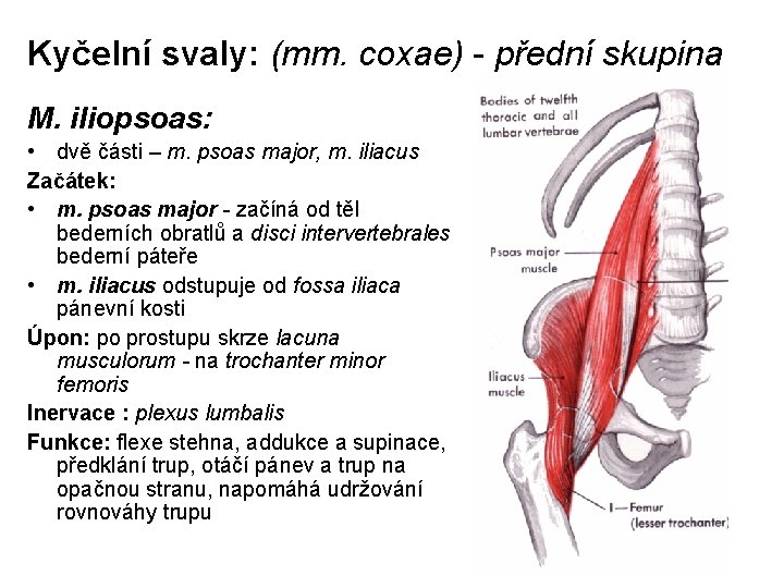 Kyčelní svaly: (mm. coxae) - přední skupina M. iliopsoas: • dvě části – m.