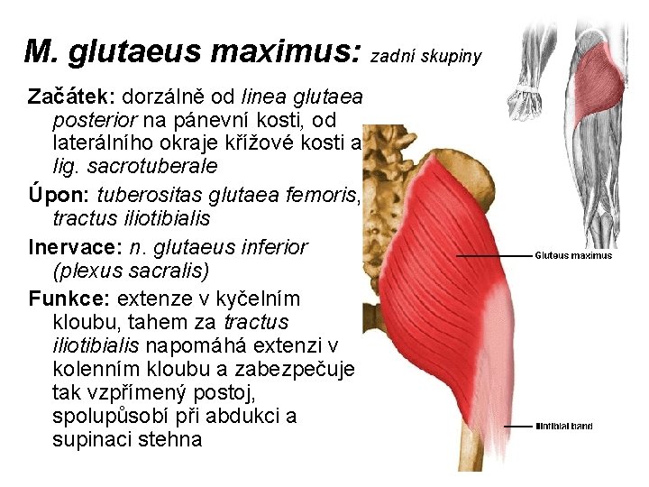 M. glutaeus maximus: zadní skupiny Začátek: dorzálně od linea glutaea posterior na pánevní kosti,