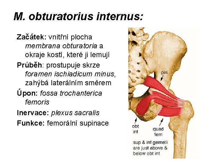 M. obturatorius internus: Začátek: vnitřní plocha membrana obturatoria a okraje kostí, které ji lemují