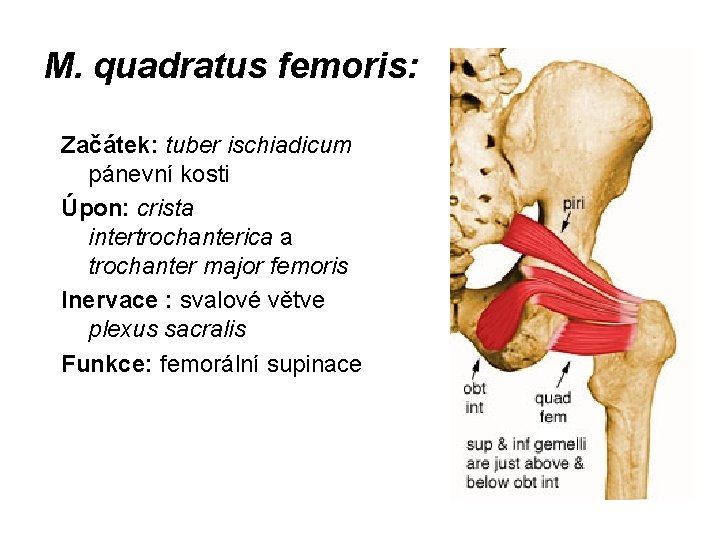 M. quadratus femoris: Začátek: tuber ischiadicum pánevní kosti Úpon: crista intertrochanterica a trochanter major