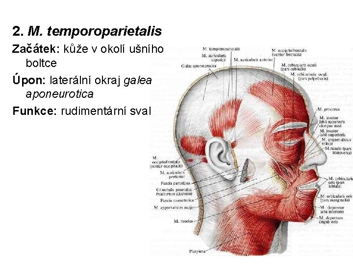 2. M. temporoparietalis Začátek: kůže v okolí ušního boltce Úpon: laterální okraj galea aponeurotica