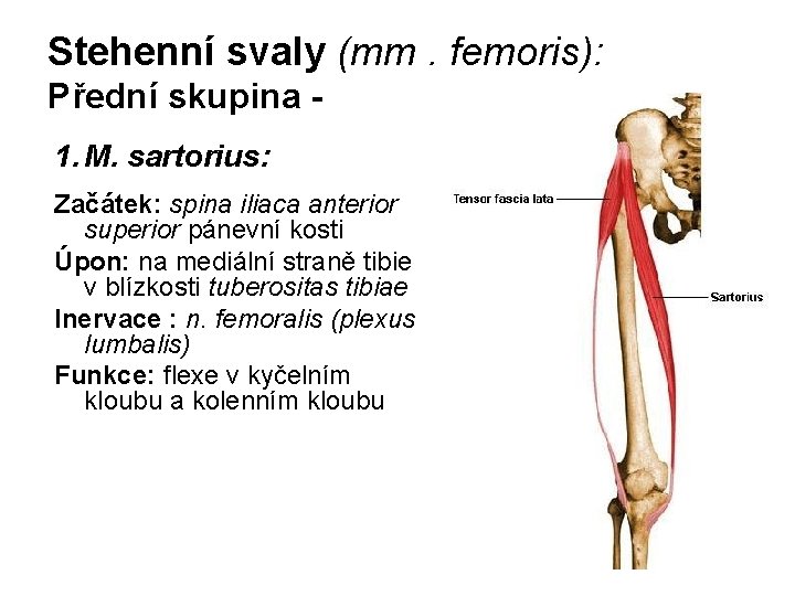 Stehenní svaly (mm. femoris): Přední skupina 1. M. sartorius: Začátek: spina iliaca anterior superior