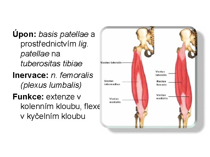 Úpon: basis patellae a prostřednictvím lig. patellae na tuberositas tibiae Inervace: n. femoralis (plexus