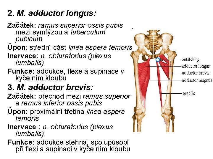 2. M. adductor longus: Začátek: ramus superior ossis pubis mezi symfýzou a tuberculum pubicum