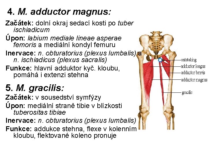 4. M. adductor magnus: Začátek: dolní okraj sedací kosti po tuber ischiadicum Úpon: labium