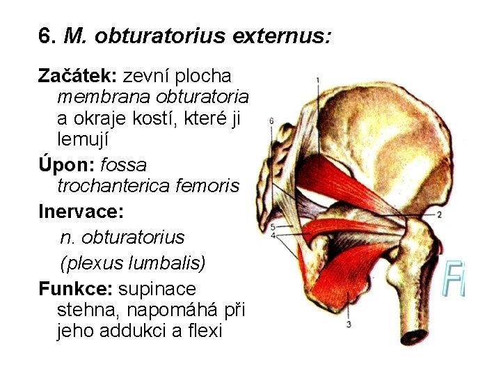 6. M. obturatorius externus: Začátek: zevní plocha membrana obturatoria a okraje kostí, které ji