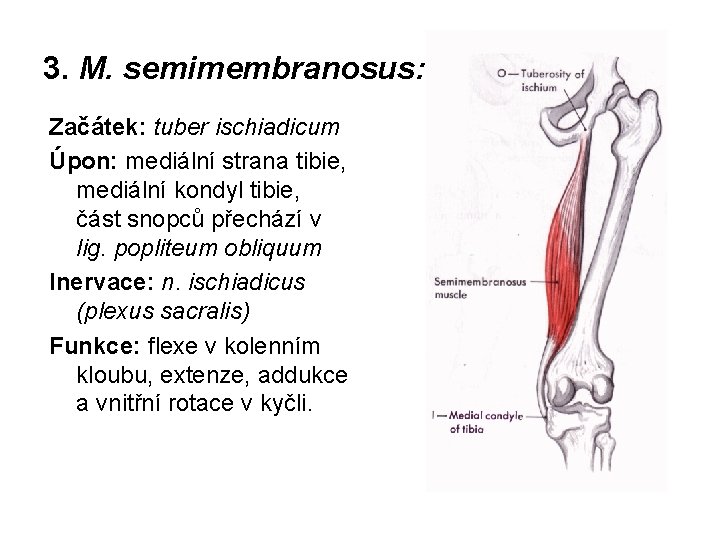 3. M. semimembranosus: Začátek: tuber ischiadicum Úpon: mediální strana tibie, mediální kondyl tibie, část