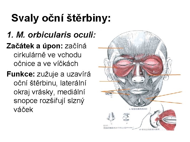 Svaly oční štěrbiny: 1. M. orbicularis oculi: Začátek a úpon: začíná cirkulárně ve vchodu