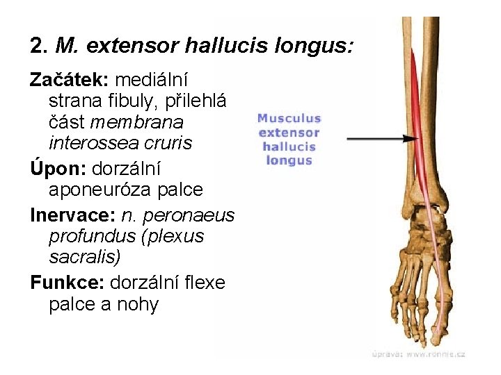 2. M. extensor hallucis longus: Začátek: mediální strana fibuly, přilehlá část membrana interossea cruris